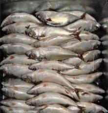 云鵬控股集團(tuán) 水產(chǎn)品冷凍加工領(lǐng)域的專業(yè)力量