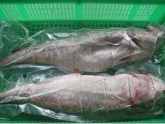 供應(yīng)冷凍馬加魚與鱈魚批發(fā) 粗加工水產(chǎn)品的市場機(jī)遇與價值